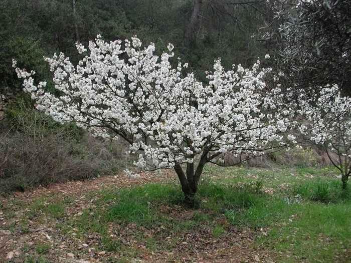 Casa Rural Cal Fuster Experience Terrades Εξωτερικό φωτογραφία