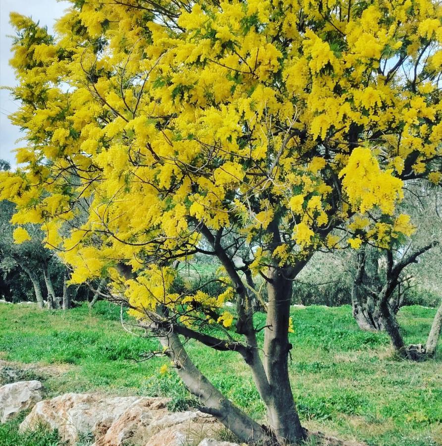 Casa Rural Cal Fuster Experience Terrades Εξωτερικό φωτογραφία